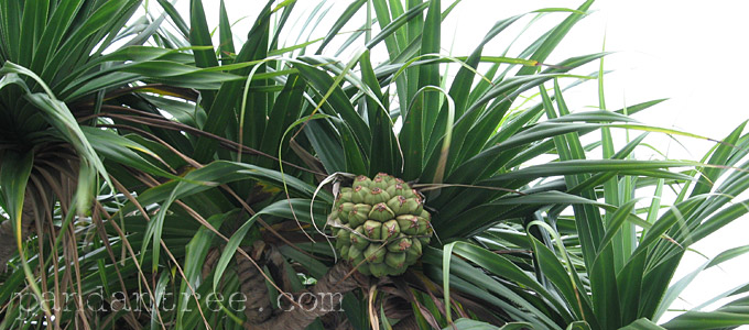 パンダナス アダンの木